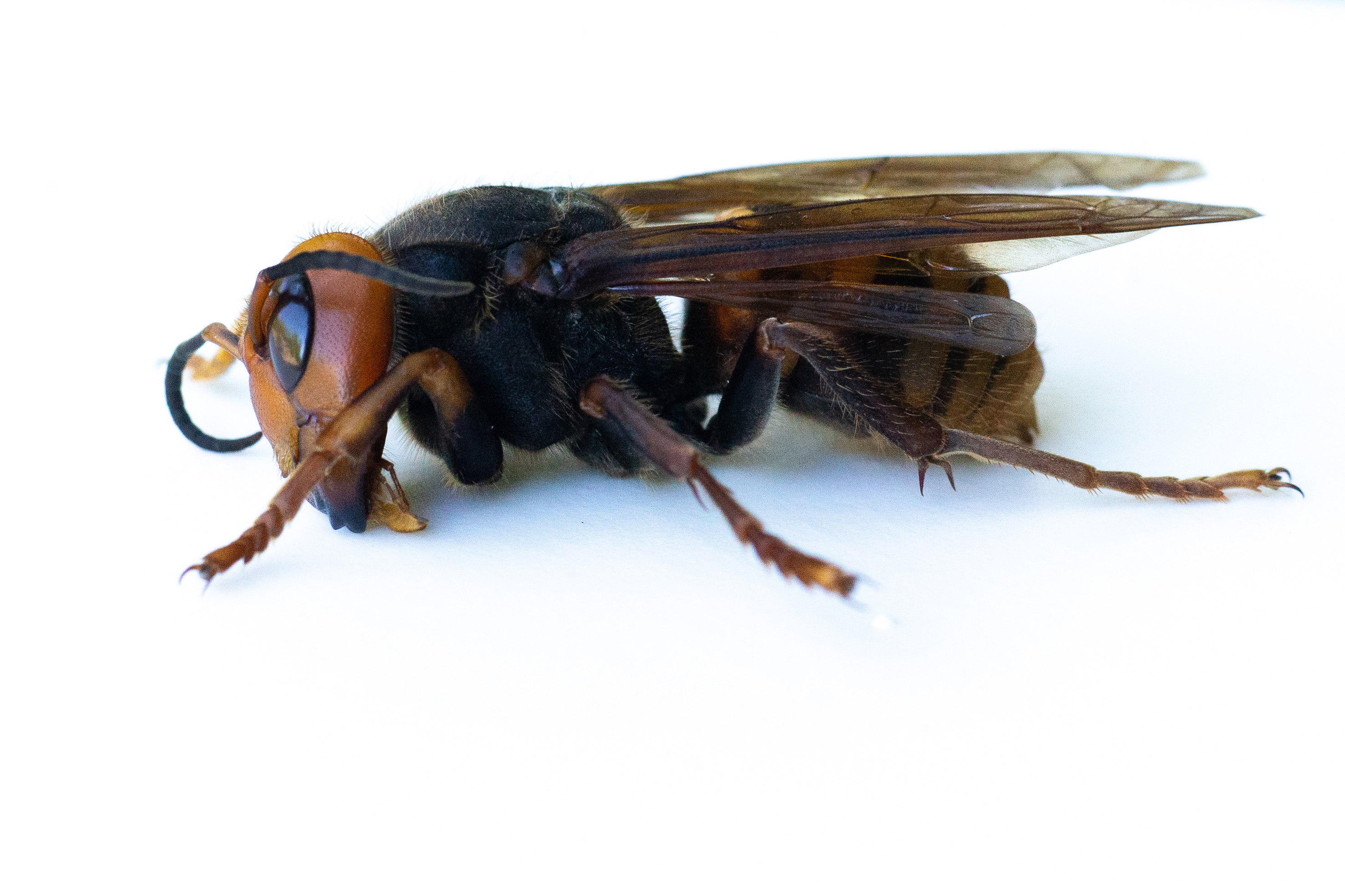 Murder Hornets Discovered 100 Miles From Seattle As Invasion Of North   Asian Giant Hornet 