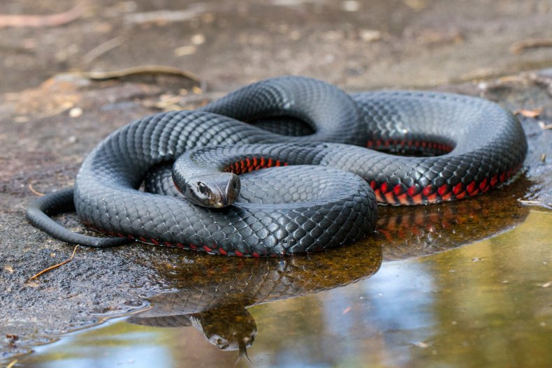 red-bellied black snake