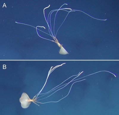Bigfin squid Bigfin squid