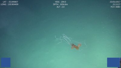 Bigfin squid Bigfin squid