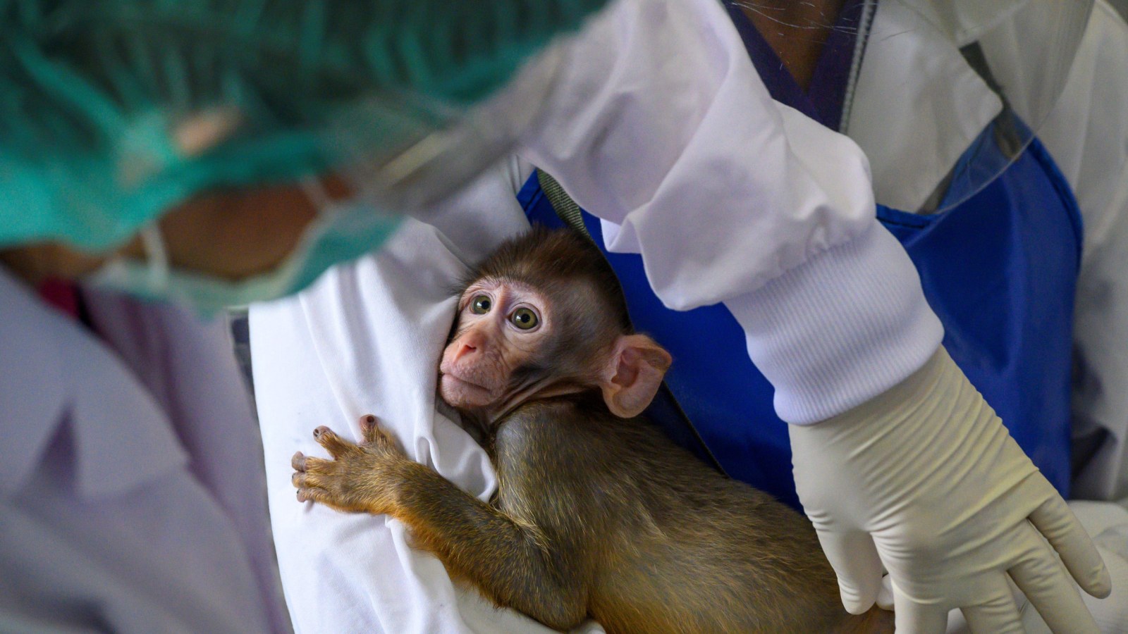 Monkey In Animal Testing Animal Testing On Monkeys