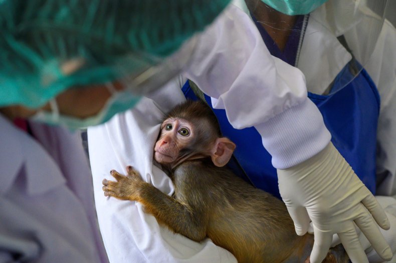 medical research monkeys