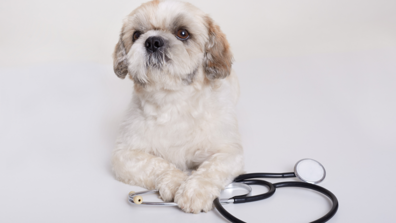Eusoh The Best Alternative to Pet Insurance