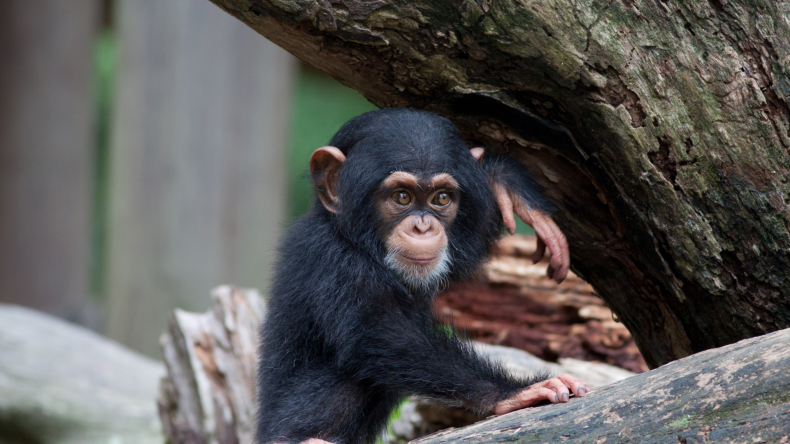 Your Mattress Is Filthier Than Chimpanzees Bed