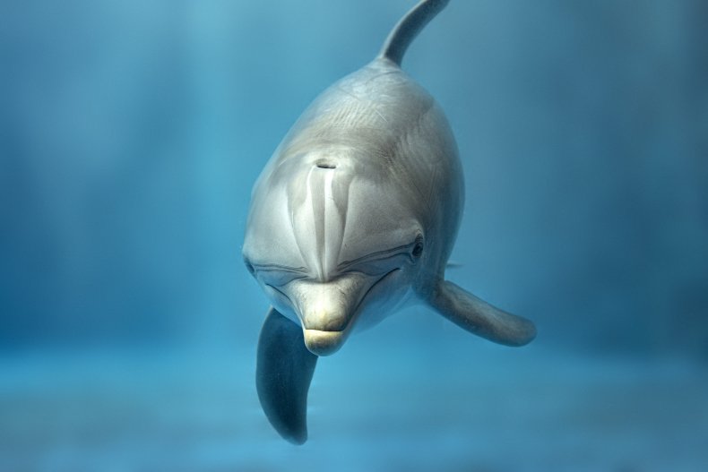 dolphin