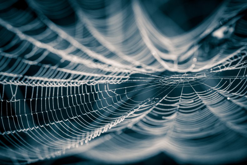 spider web spider web