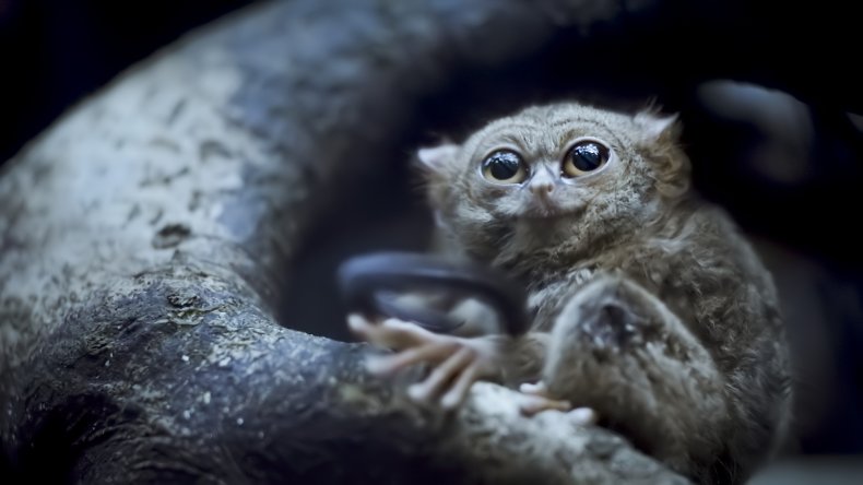 Spectral Tarsier
