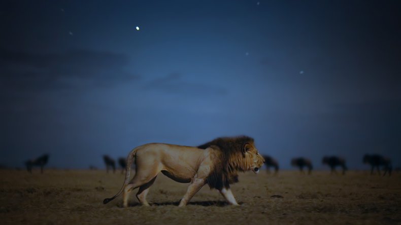 Earth at Night in Color Lion