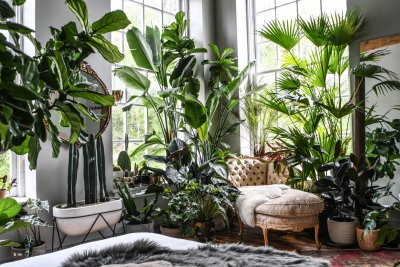 Plants, Interior design, indoor garden 