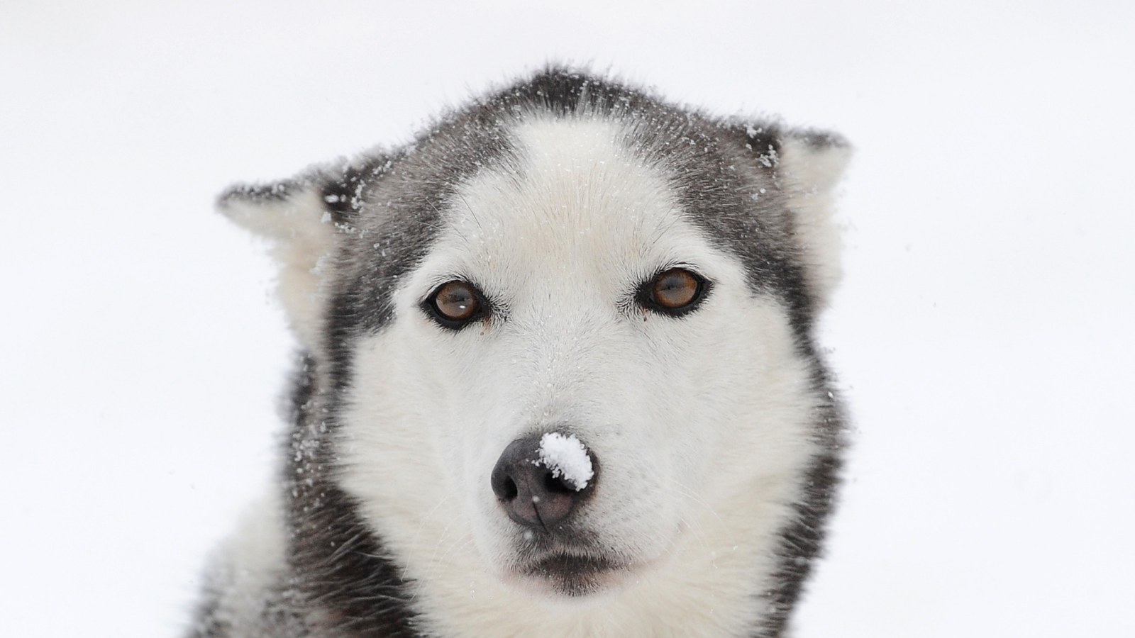 Watch This Adorable Husky Dog Whisper Sweet Nothings To His Favorite Toy Watch This Adorable Husky Dog Whisper Sweet Nothings To His Favorite Toy