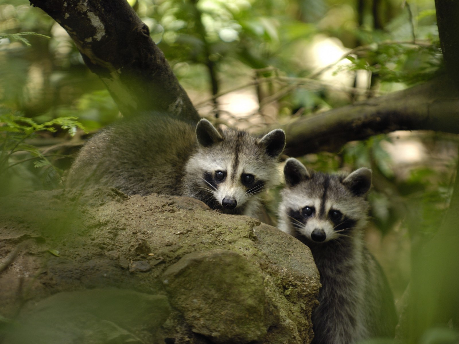Every Racoon Ohio Racoon Forest Wallpaper