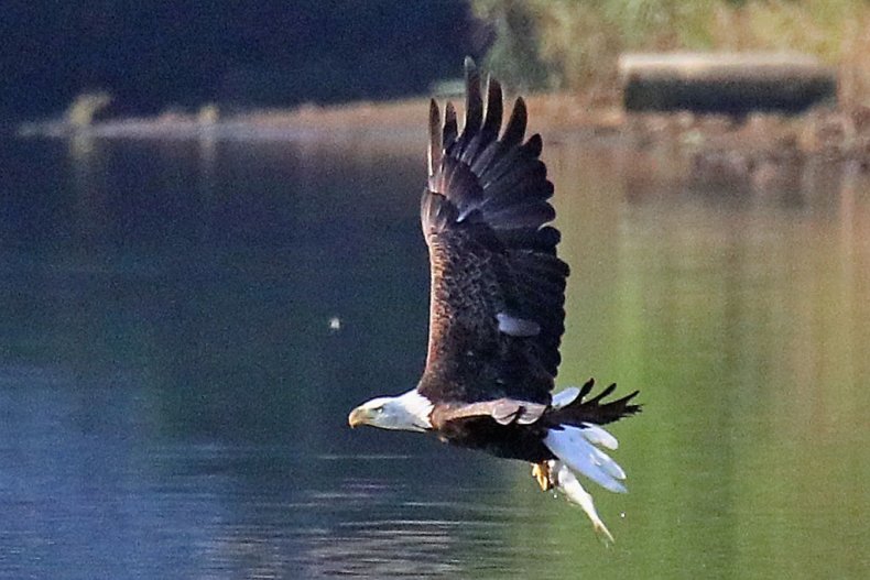 bald eagle hunting fish pond
