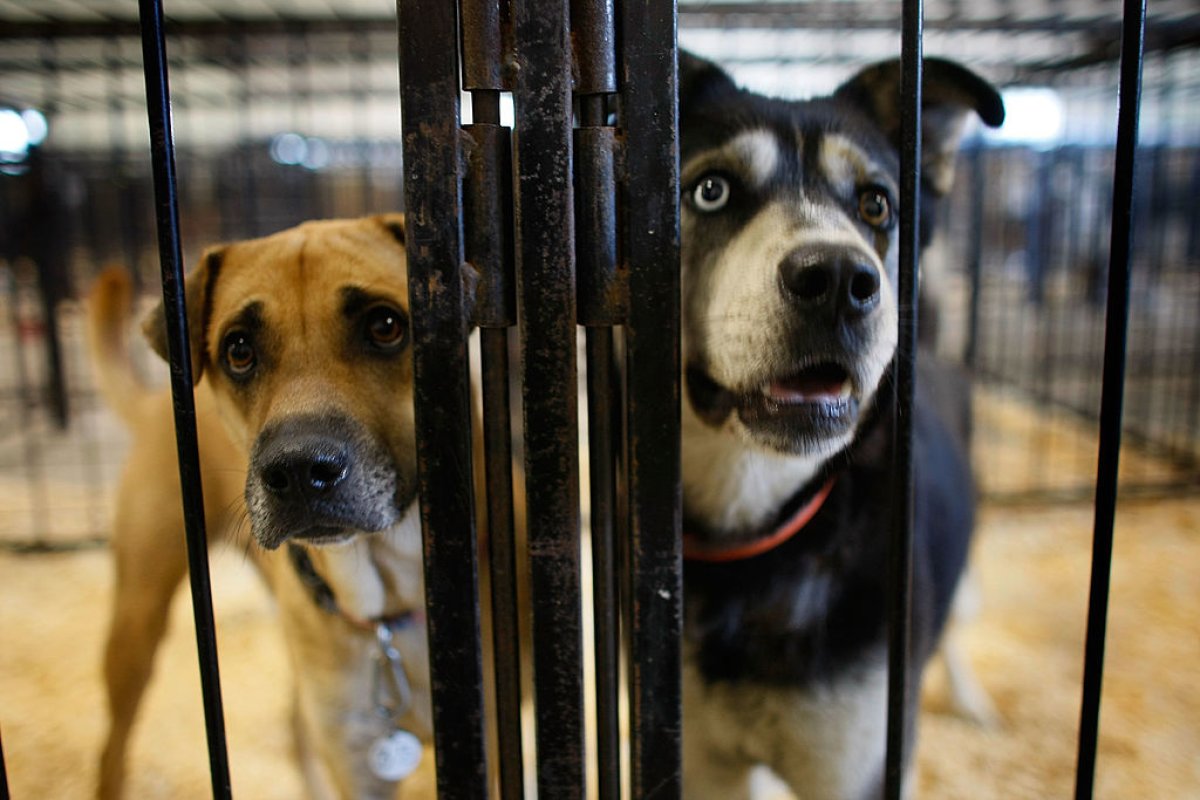 dog kennel shelter 