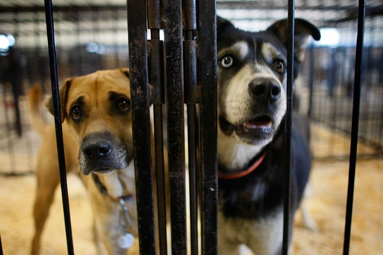 dog kennel shelter