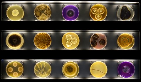 CUL_Map_Wacky_Museums_ Micropia