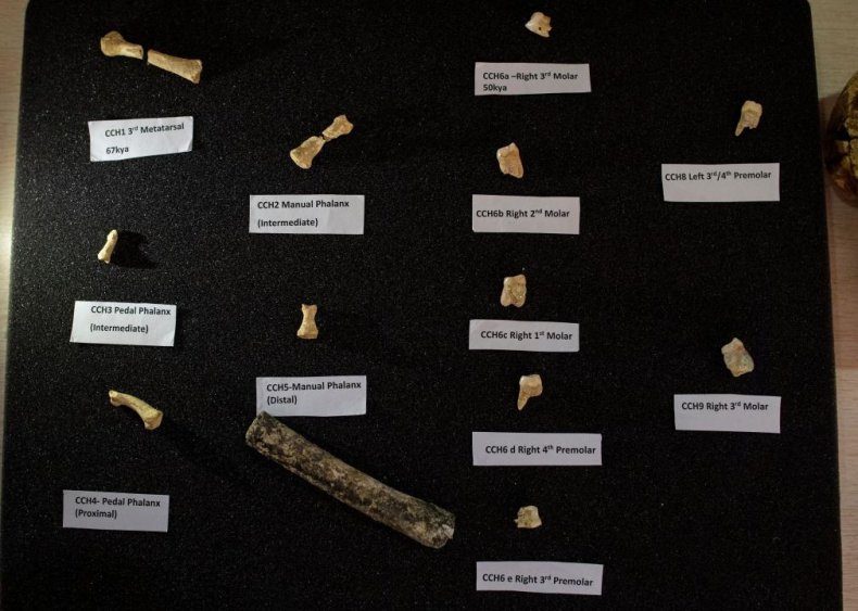Homo luzonensis