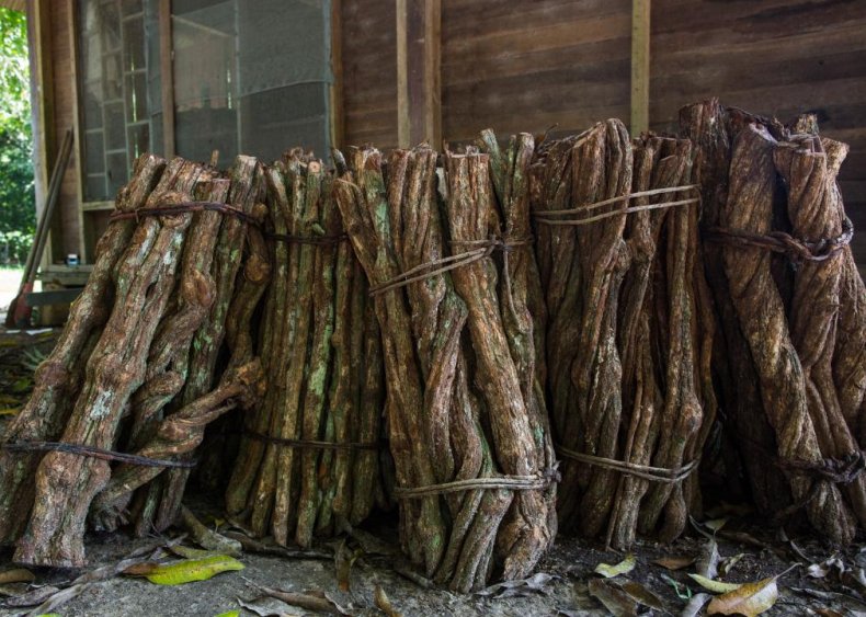 Ayahuasca from the Bolivian Andes