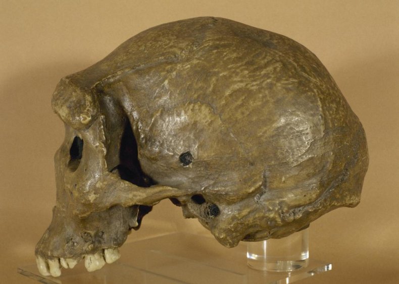 299,000-year-old skull