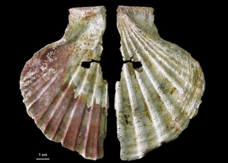 Painted shell from Neanderthals