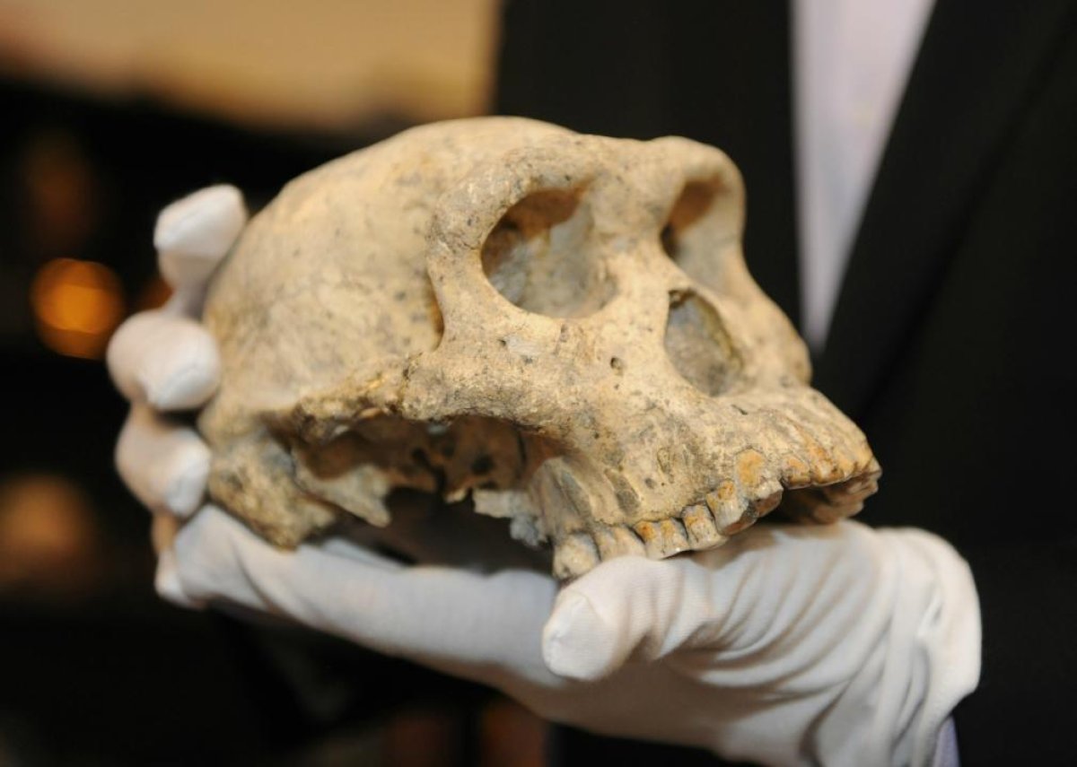 1.8-milion-year-old skull