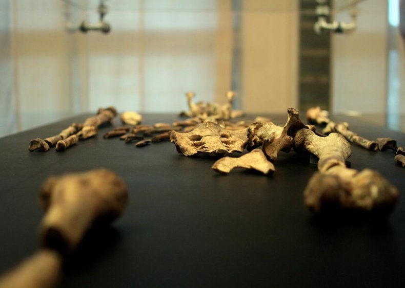 Lucy, the first Australopithecus afarensis skeleton