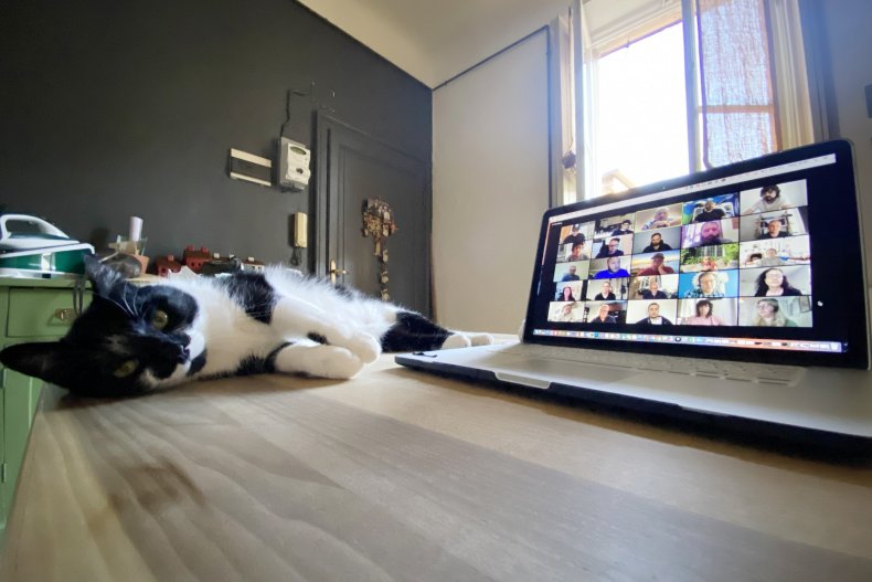 zoom body language with cat
