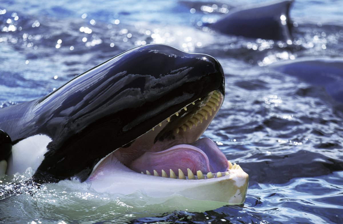 killer whale, orca, stock, getty
