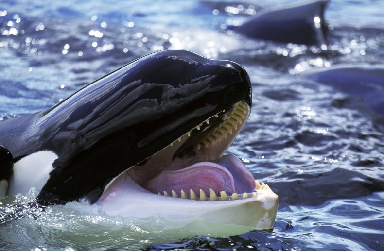 killer whale, orca, stock, getty