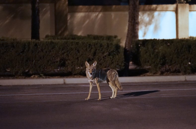 Stock: Coyote Roaming A Suburb Street