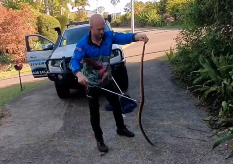 Eastern Brown Snake Capture