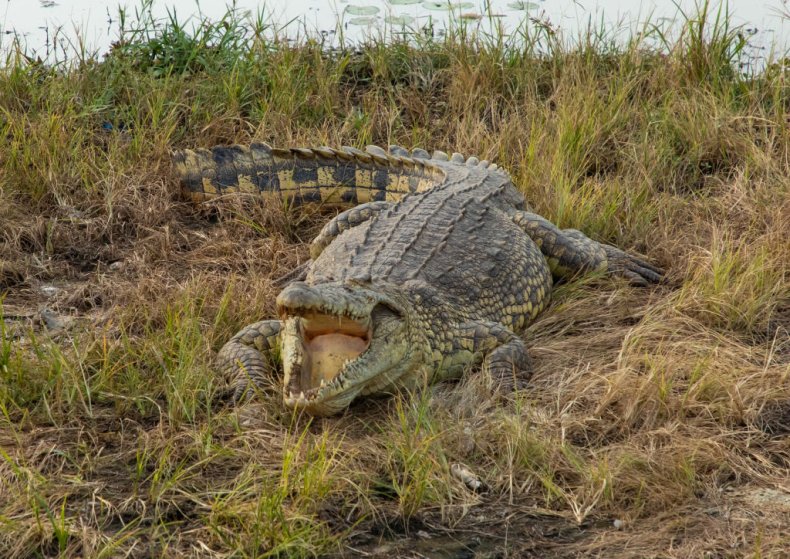 Crocodile attack