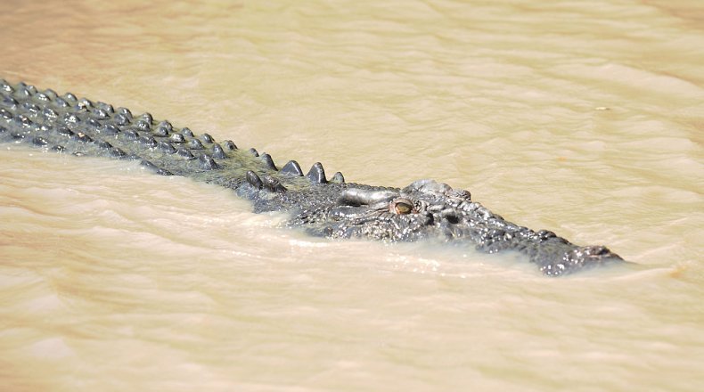  Saltwater crocodile