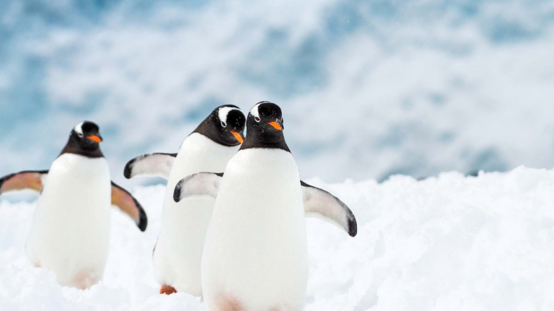 hurtigruten antarctica cruise