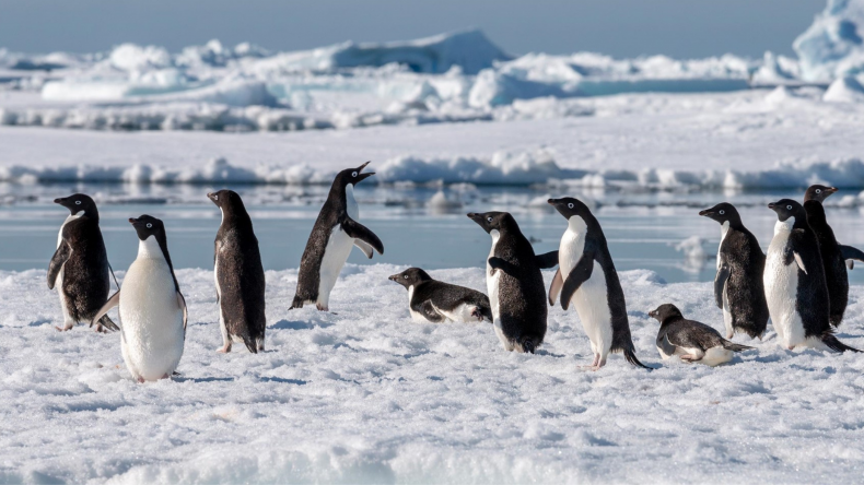hurtigruten antarctica cruise