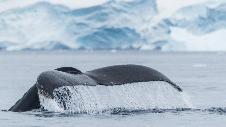 hurtigruten antarctica cruise