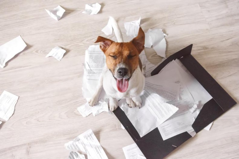Least obedient dog breeds