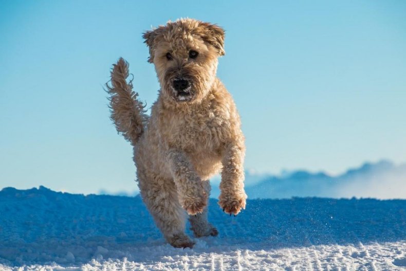 #40. Soft coated Wheaten terrier (tie)
