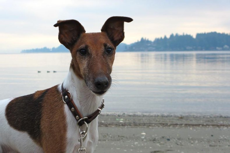 #40. Smooth fox terrier (tie)