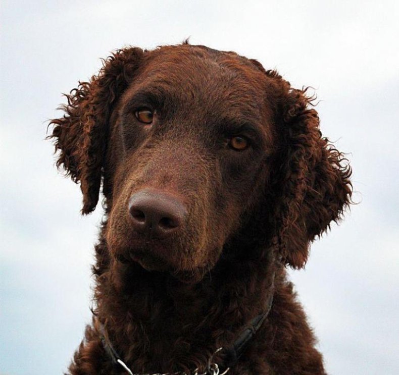 #39. Curly coated retriever (tie)