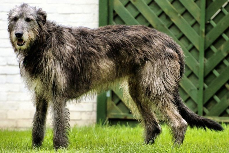 #39. Irish wolfhound (tie)