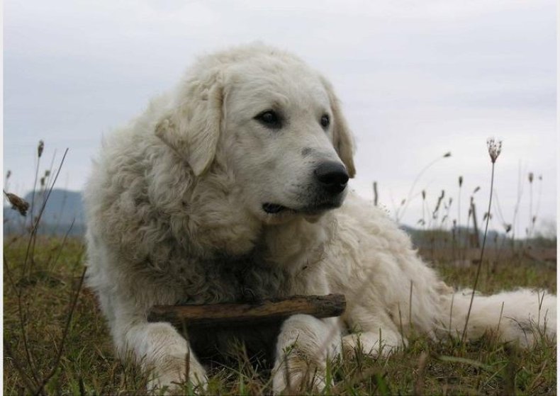 #38. Kuvasz (tie)