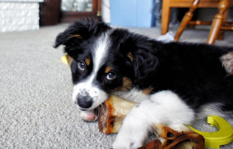 #38. Australian shepherd (tie)
