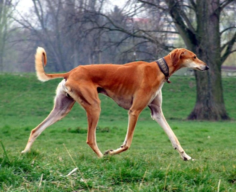 #37. Saluki (tie)
