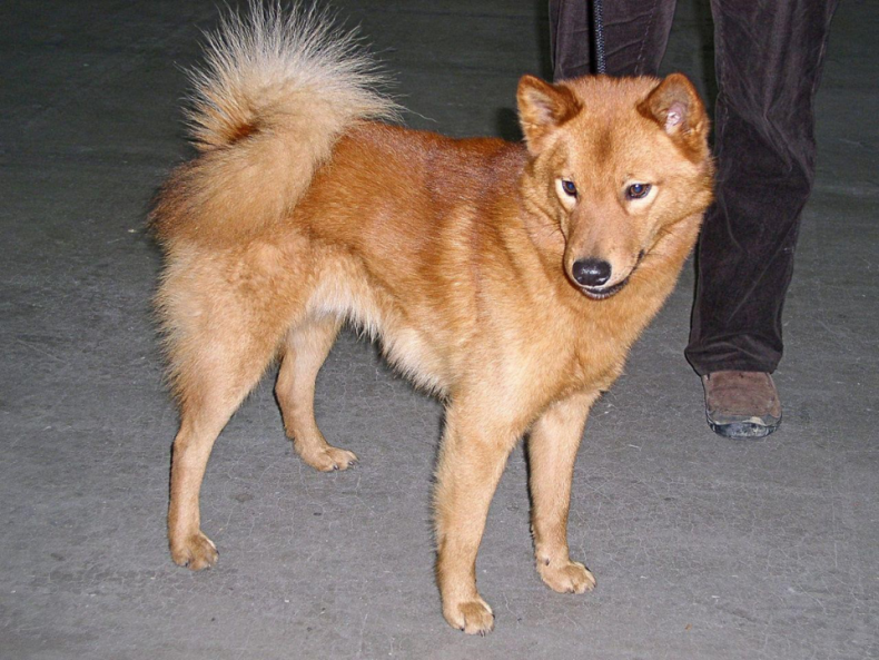 #37. Finnish spitz (tie)