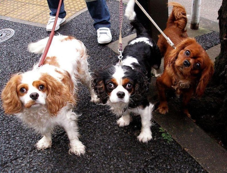 #36. King Charles spaniel (tie)
