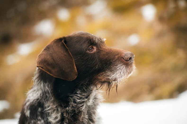 #36. German wirehaired pointer (tie)
