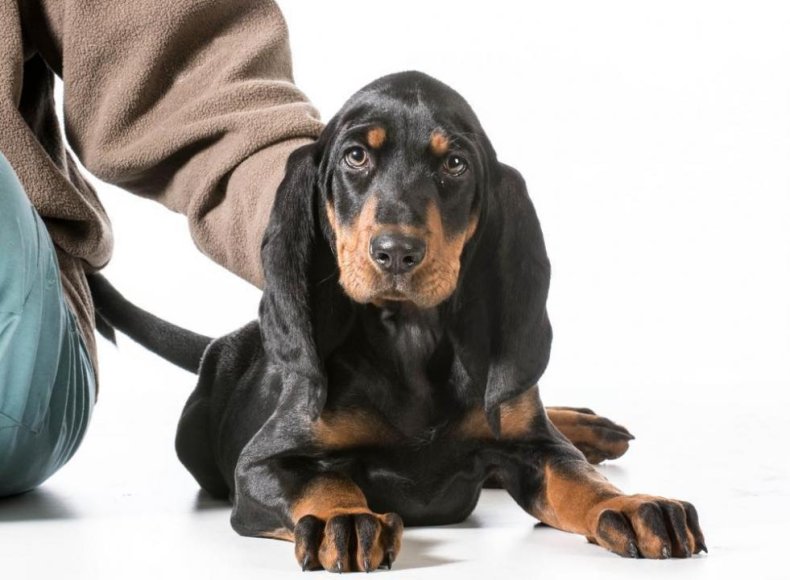 #36. Black and tan coonhound (tie)