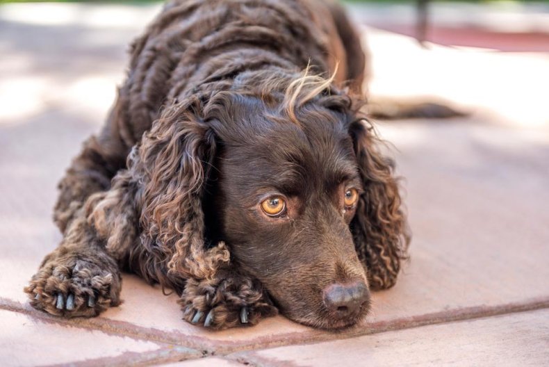#36. American water spaniel (tie)