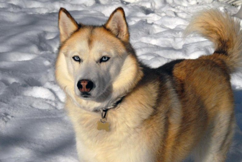 #35. Siberian husky (tie)