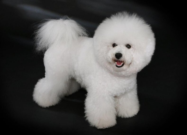 #35. Bichon Frise (tie)